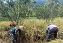 Wujud Nyata Dukung Ketahanan Pangan, Sertu Bambang Dampingi Petani Panen Padi