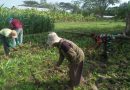 Babinsa Kodim Ponorogo Bantu Petani Rawat Tanaman Jagung