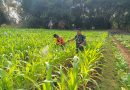 Babinsa Kodim Ponorogo Bantu Petani Semprot Hama Tanaman Jagung