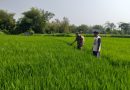 Babinsa Kodim Ponorogo Aktif Lakukan Pendampingan dan Pengawalan Kepada Petani