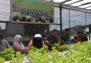 Dandim 1710/Mimika Bersama Ketua Persit KCK Cab. XXXV Melaksanakan Panen Slada Di Kebun Hidroponik Mimosa Persit KCK Cab. XXXV Kodim 1710/Mimika