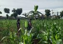 Dukung Ketahanan Pangan Nasional, Sertu Purwanto Dampingi Petani Lakukan Penyemprotan Perangsang Daun Jagung