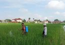 Antisipasi Serangan Ulat dan Belalang, Serda Andri Dampingi Petani Semprot Hama Antisipasi Serangan Ulat dan Belalang, Serda Andri Dampingi Petani Semprot Hama