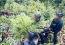 Satgas Swasembada Berhasil Ungkap Ladang Ganja di Pegunungan Bintang, Puluhan Tanaman Siap Panen Diamankan