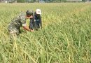 Babinsa Kodim Ponorogo Aktif Turun ke Sawah Bantu Petani