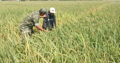 Babinsa Kodim Ponorogo Aktif Turun ke Sawah Bantu Petani