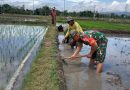 Babinsa Kodim Ponorogo Turun ke Sawah Bantu Olah Lahan Petani