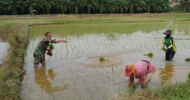 Bantu Petani Tanam Padi Aksi Nyata Babinsa Kodim Ponorogo Perkuat Ketahanan Pangan Desa
