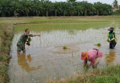 Bantu Petani Tanam Padi Aksi Nyata Babinsa Kodim Ponorogo Perkuat Ketahanan Pangan Desa
