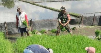 Jaga Ketahanan Pangan, Babinsa Boyolangu Turun ke Sawah