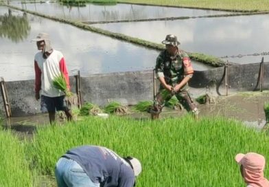 Jaga Ketahanan Pangan, Babinsa Boyolangu Turun ke Sawah