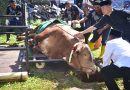 Pangkormar Serahkan Sapi Kurban Seberat 1,4 Ton dan Saksikan Penyembelihan Hewan Kurban Idul Adha 1447 H