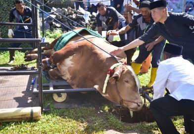 Pangkormar Serahkan Sapi Kurban Seberat 1,4 Ton dan Saksikan Penyembelihan Hewan Kurban Idul Adha 1447 H