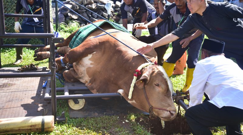 Pangkormar Serahkan Sapi Kurban Seberat 1,4 Ton dan Saksikan Penyembelihan Hewan Kurban Idul Adha 1447 H