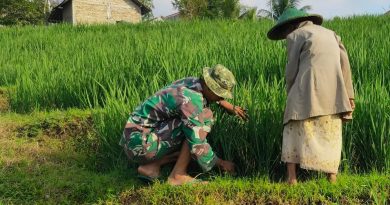 Babinsa Desa Segawe Dampingi Petani, Wujudkan Ketahanan Pangan di Wilayah Binaan