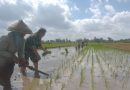 Babinsa Mirigambar Dampingi Petani Tanam Padi, Wujudkan Ketahanan Pangan dari Tingkat Desa