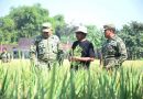 Dorong Inovasi Pertanian, Danrem Tinjau Uji Coba Varietas Padi Baru di Ngawi