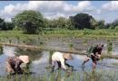 Babinsa Sumbergempol Turun ke Sawah Dampingi Petani Tanam Padi, Perkuat Swasembada Pangan Nasional