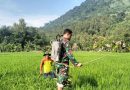 Babinsa Desa Tanggulturus Dampingi Petani Semprot Pestisida Cegah Wereng dan Tingkatkan Hasil Panen