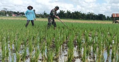 Bersihkan Gulma, Babinsa Desa Gamping Dorong Peningkatan Hasil Panen Petani Binaan Bersihkan Gulma, Babinsa Desa Gamping Dorong Peningkatan Hasil Panen Petani Binaan