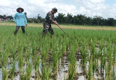 Bersihkan Gulma, Babinsa Desa Gamping Dorong Peningkatan Hasil Panen Petani Binaan Bersihkan Gulma, Babinsa Desa Gamping Dorong Peningkatan Hasil Panen Petani Binaan