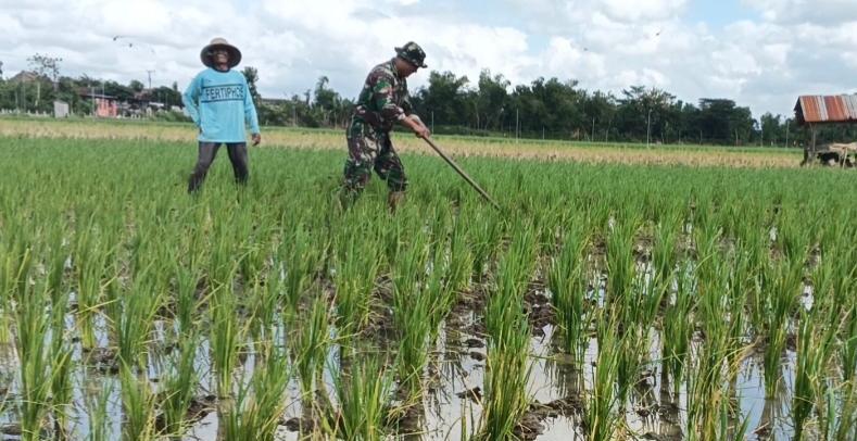 Bersihkan Gulma, Babinsa Desa Gamping Dorong Peningkatan Hasil Panen Petani Binaan Bersihkan Gulma, Babinsa Desa Gamping Dorong Peningkatan Hasil Panen Petani Binaan