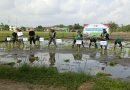 Babinsa Desa Mojosari Monitoring Gerakan Percepatan Tanam, Dukung Ketahanan Pangan di Tulungagung