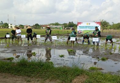 Babinsa Desa Mojosari Monitoring Gerakan Percepatan Tanam, Dukung Ketahanan Pangan di Tulungagung Babinsa Desa Mojosari Monitoring Gerakan Percepatan Tanam, Dukung Ketahanan Pangan di Tulungagung