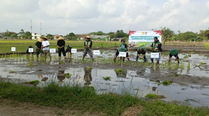 Babinsa Desa Mojosari Monitoring Gerakan Percepatan Tanam, Dukung Ketahanan Pangan di Tulungagung Babinsa Desa Mojosari Monitoring Gerakan Percepatan Tanam, Dukung Ketahanan Pangan di Tulungagung