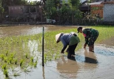 Serka Junaedi Dampingi Petani Tanam Padi, Perkuat Ketahanan Pangan Nasional Serka Junaedi Dampingi Petani Tanam Padi, Perkuat Ketahanan Pangan Nasional