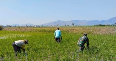 Babinsa Karangwaru Dampingi Petani Matun Padi, Optimalkan Pertumbuhan Tanaman Demi Dukung Swasembada Pangan