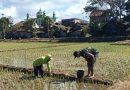 Koptu Gunawan Dampingi Pemupukan Padi, Perkuat Ketahanan Pangan Nasional