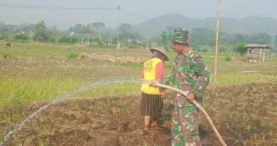 Babinsa Desa Sukoharjo Dampingi Petani Sirami Tanaman Jagung, Wujud Nyata Dukungan Ketahanan Pangan