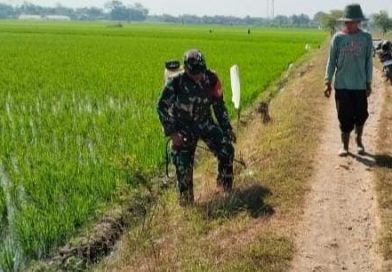 Serka Junaedi Dampingi Petani Semprot Gulma, Dukung Ketahanan Pangan Nasional Serka Junaedi Dampingi Petani Semprot Gulma, Dukung Ketahanan Pangan Nasional