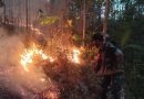 TNI-Polri-BPBD Padamkan Kebakaran Hutan 3,5 Hektare di Panggul