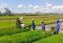 Dukung Swasembada Pangan, Babinsa Kelurahan Kedungsoko Bantu Petani Cabut Benih Padi