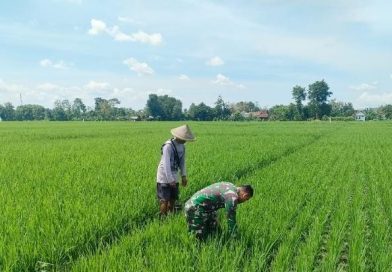 Babinsa Desa Gempolan Dampingi Petani Bersihkan Gulma, Dukung Peningkatan Hasil Panen Padi