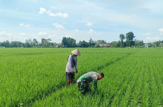 Babinsa Desa Gempolan Dampingi Petani Bersihkan Gulma, Dukung Peningkatan Hasil Panen Padi