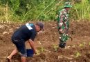 Babinsa Pucanglaban Dampingi Petani Jagung, Dukung Produktivitas dan Ketahanan Pangan