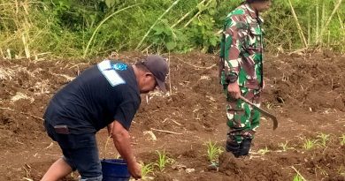 Babinsa Pucanglaban Dampingi Petani Jagung, Dukung Produktivitas dan Ketahanan Pangan