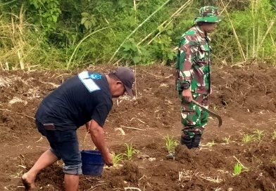 Babinsa Pucanglaban Dampingi Petani Jagung, Dukung Produktivitas dan Ketahanan Pangan