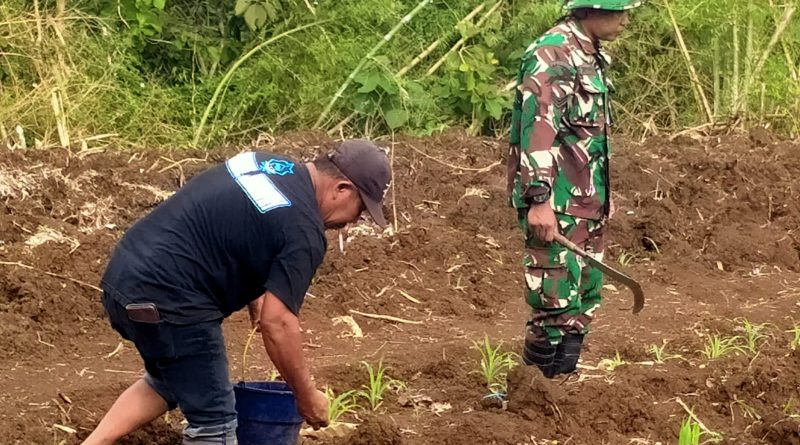 Babinsa Pucanglaban Dampingi Petani Jagung, Dukung Produktivitas dan Ketahanan Pangan