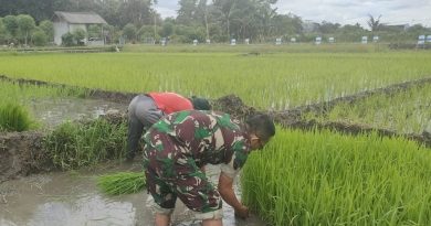 Babinsa Desa Kedungwilut Dampingi Petani Ndaut, Dukung Penguatan Ketahanan Pangan Babinsa Desa Kedungwilut Dampingi Petani Ndaut, Dukung Penguatan Ketahanan Pangan