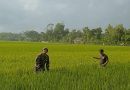 Jaga Produktivitas Padi, Babinsa Desa Mergayu Dampingi Petani Bersihkan Rumput Liar