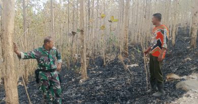 Cegah Kebakaran Meluas, Babinsa dan Perhutani Padamkan Api di Sekitar Hutan Jati Pucangan