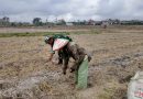 Babinsa Desa Panggunghuni Dampingi Petani Bersihkan Lahan Jagung, Dukung Ketahanan Pangan