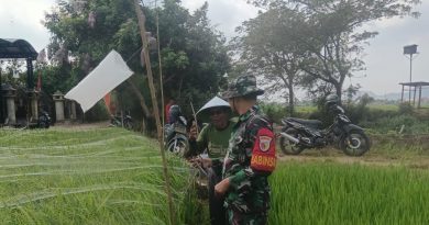 Babinsa Karangrejo Dampingi Petani Usir Hama Burung, Upaya Maksimalkan Hasil Panen Babinsa Karangrejo Dampingi Petani Usir Hama Burung, Upaya Maksimalkan Hasil Panen