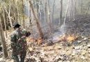 Gerak Cepat, Personel Koramil Campurdarat Padamkan Kebakaran Lahan Perhutani di Desa Pojok
